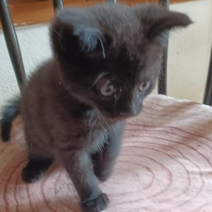 Marvin