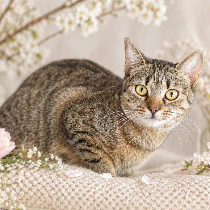 FeLV Konvalinka