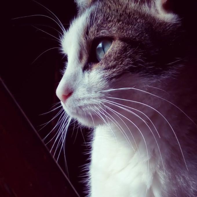 Vlastík