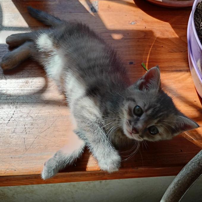 Mia