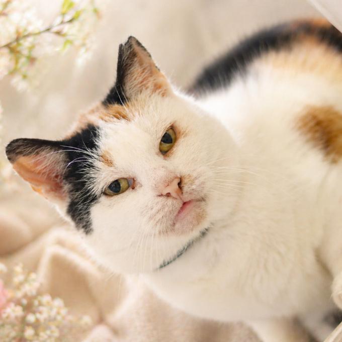 Epileptička Toffie