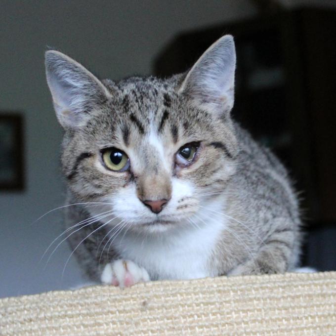 Benji