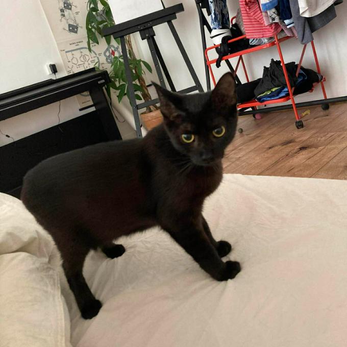 Allan