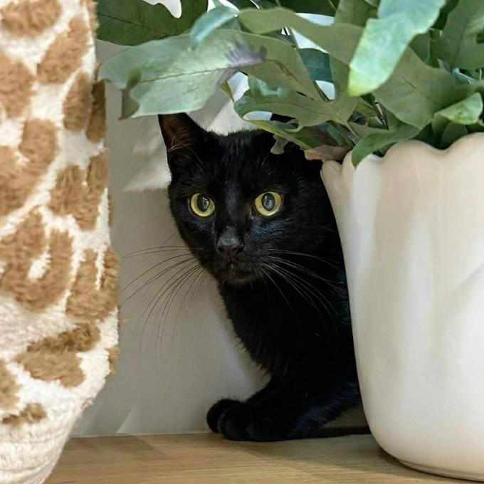Onyx