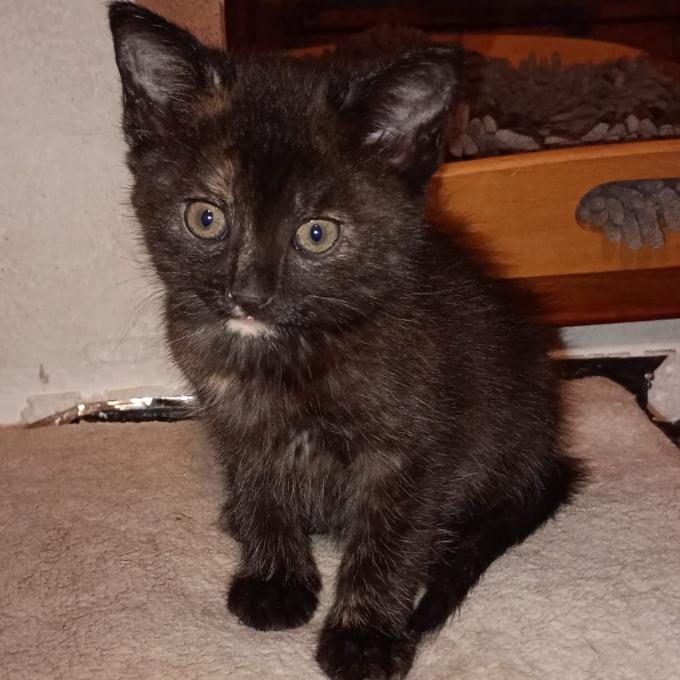 Minie