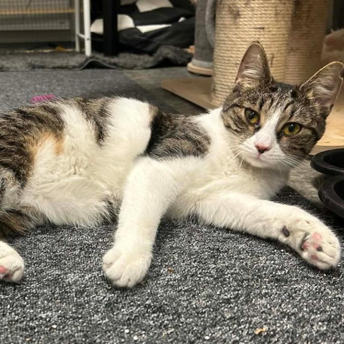 Nala