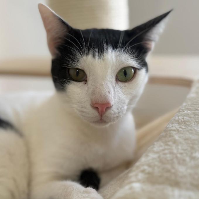 Sylvester