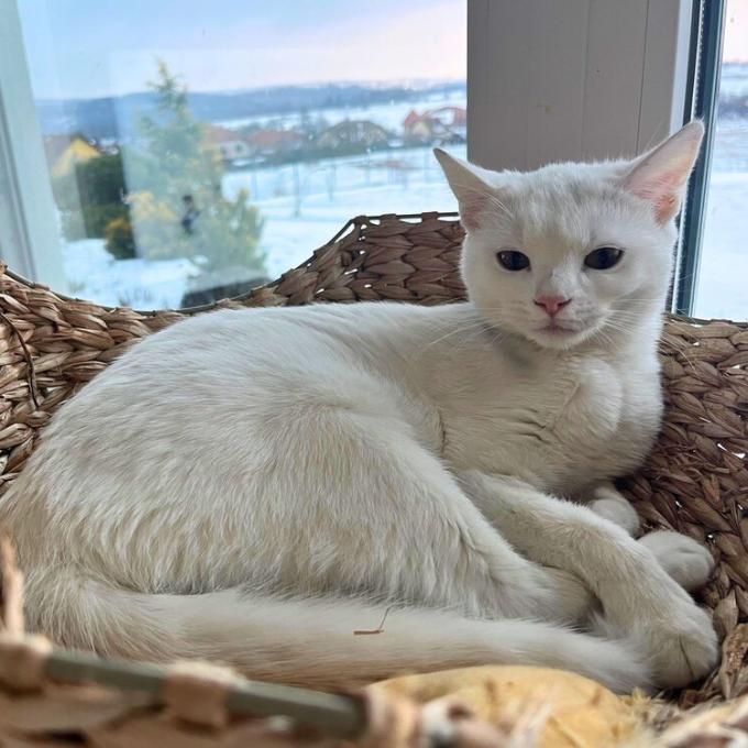 Millie