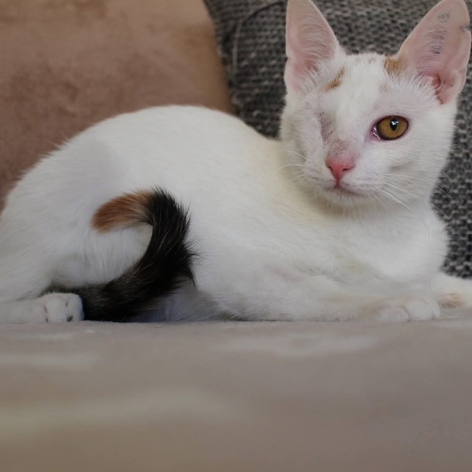 Zania