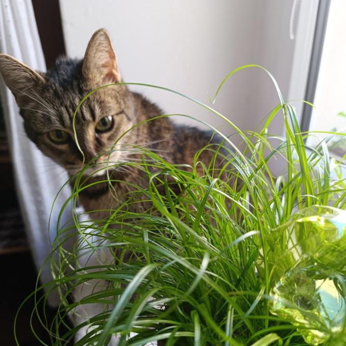Lucinka