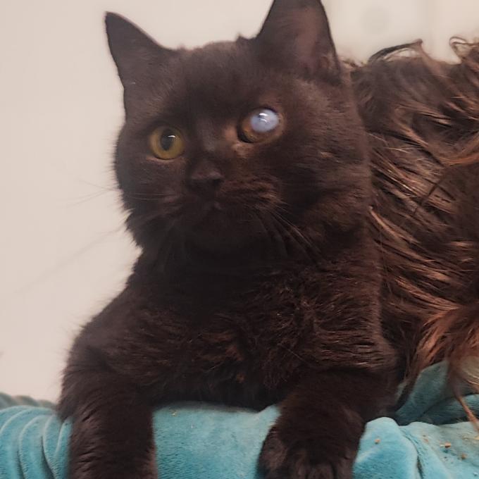 Bella