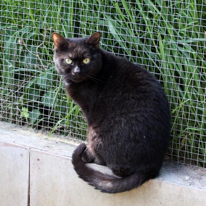 Simon