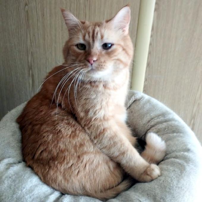Medík