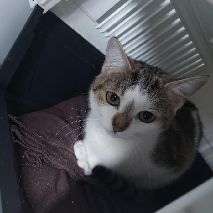 Muffi