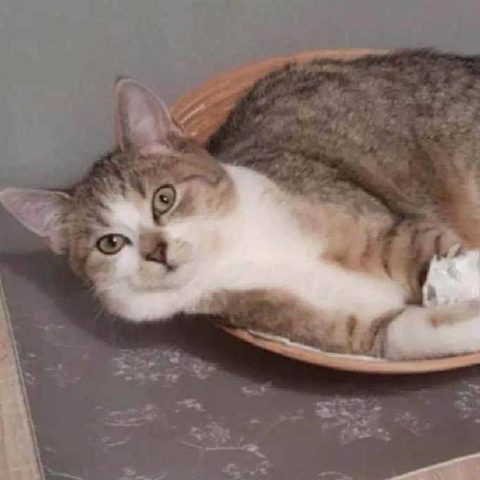 Pružina
