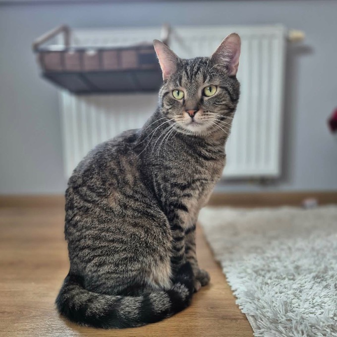 Elvis