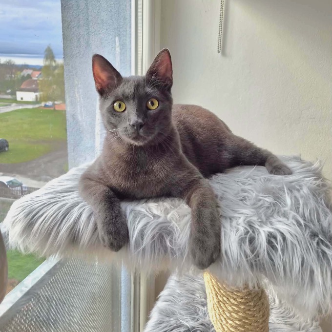Max