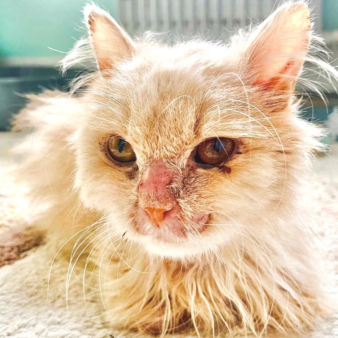 Marůdek Ike