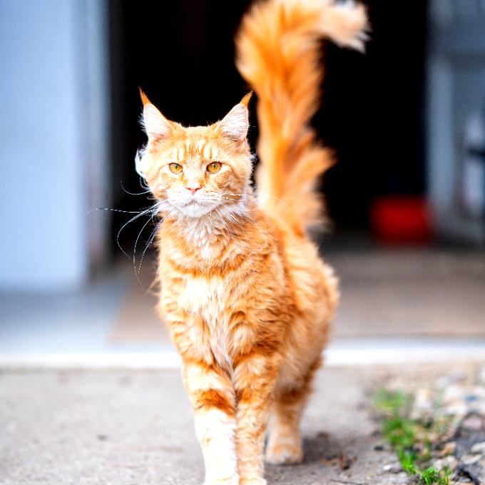 Simba
