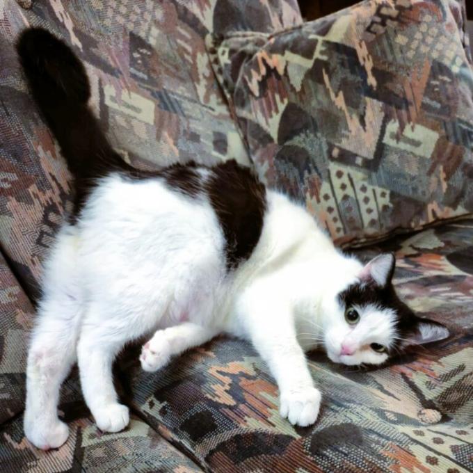 Košík