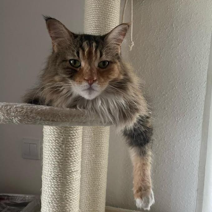 Izzy