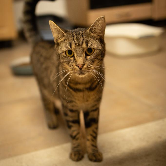 Noel