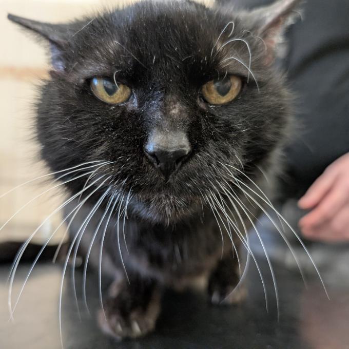 Paní Švarcová