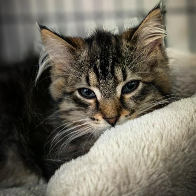 Gato