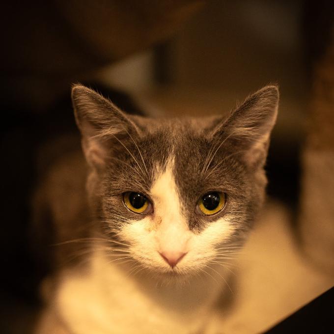 Evelínka