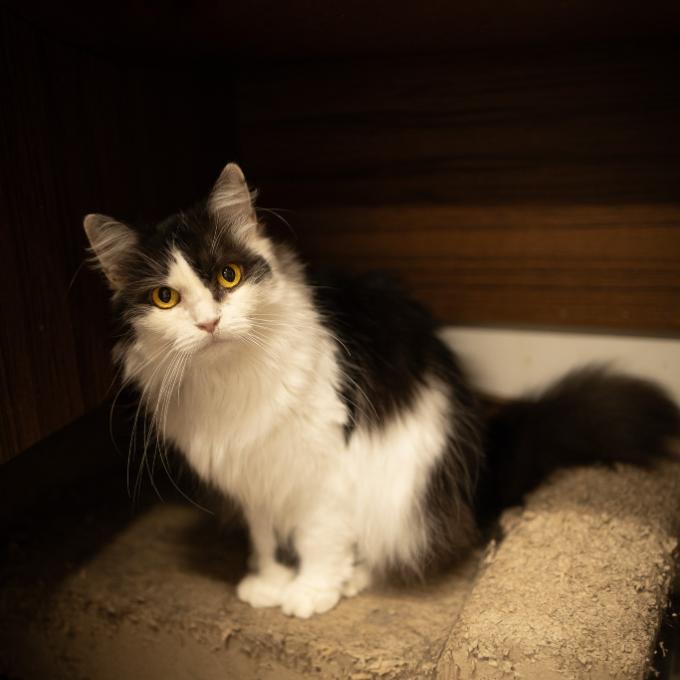 Mau