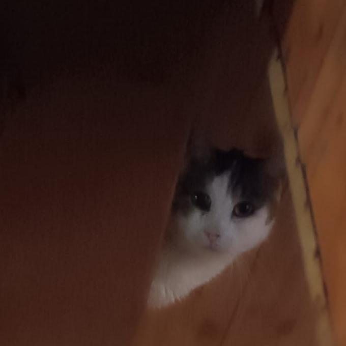 Ivan