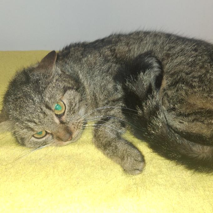 Dášenka