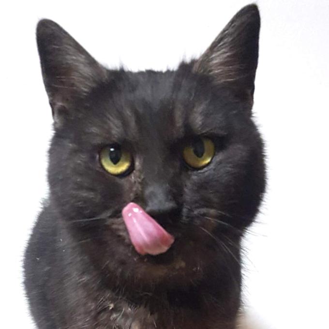 Arya