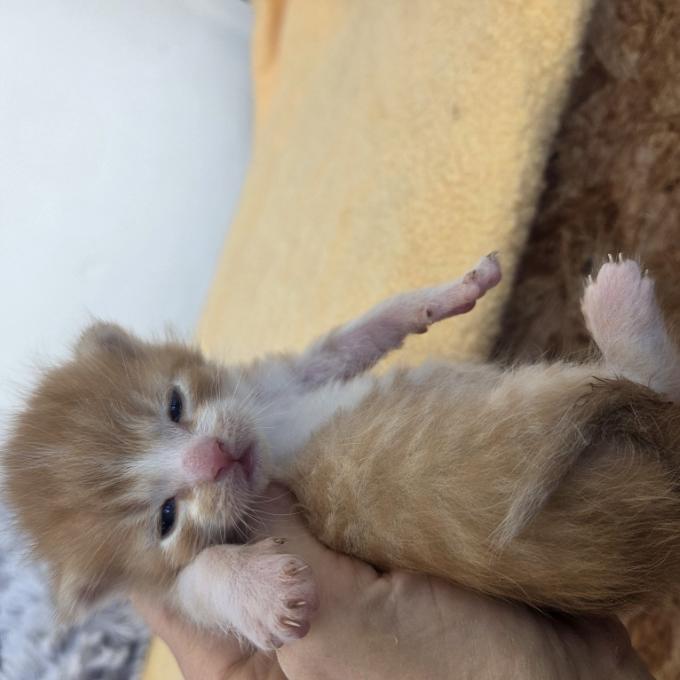 Nugget