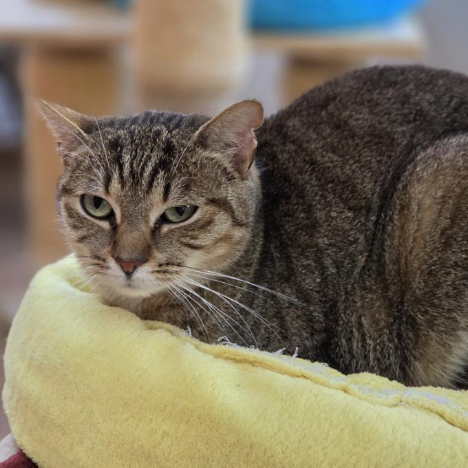 Šebestová