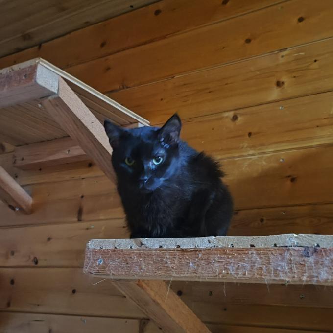 Pavlík