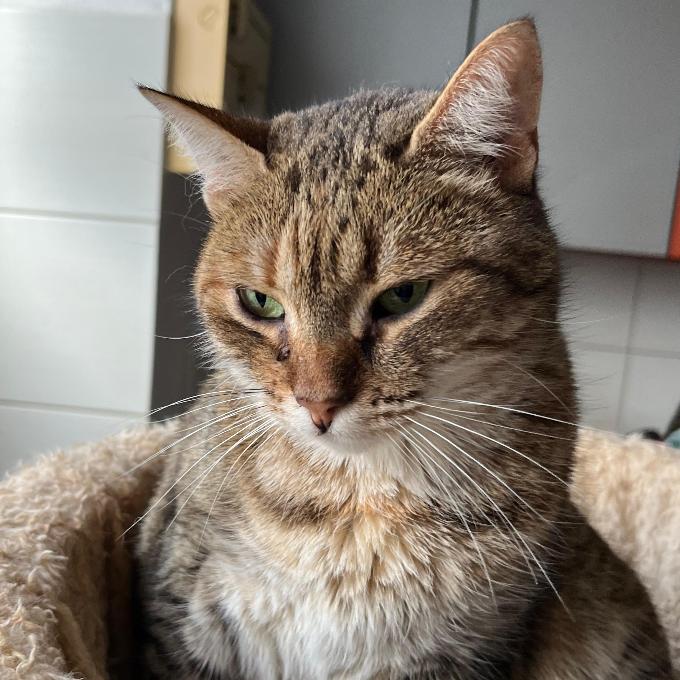 Evička