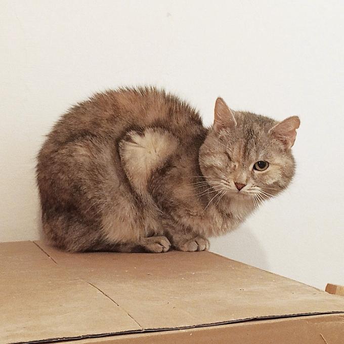 RONJA