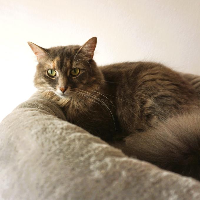 LEONKA