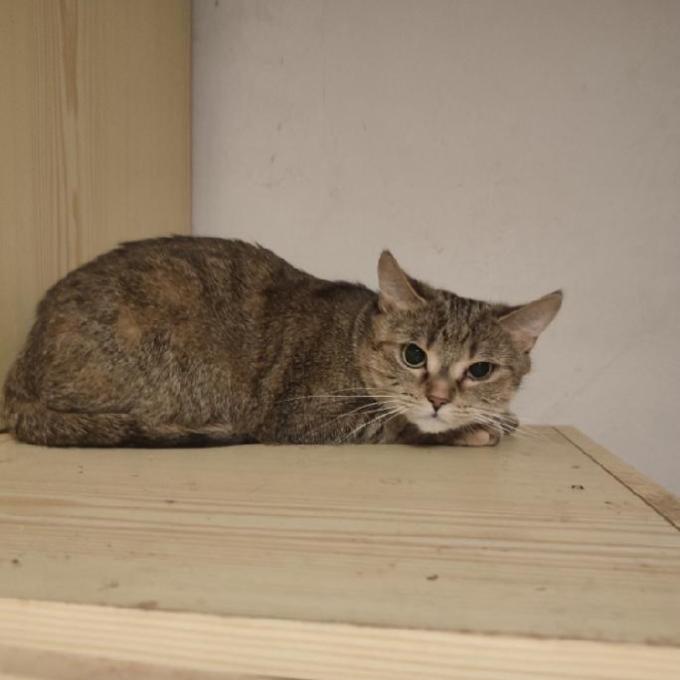 Odetka