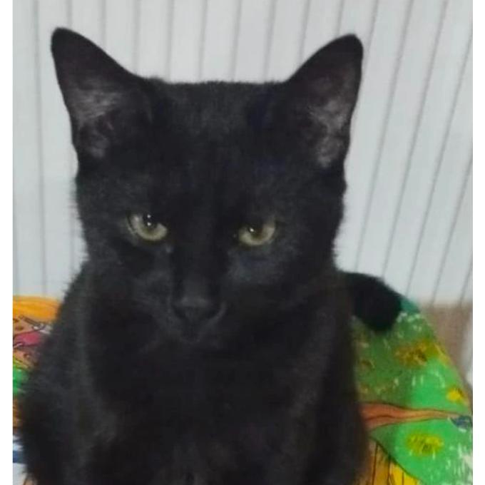 Ozzák