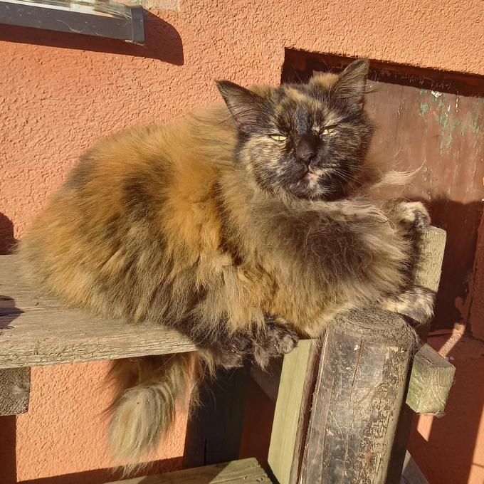 Eliška