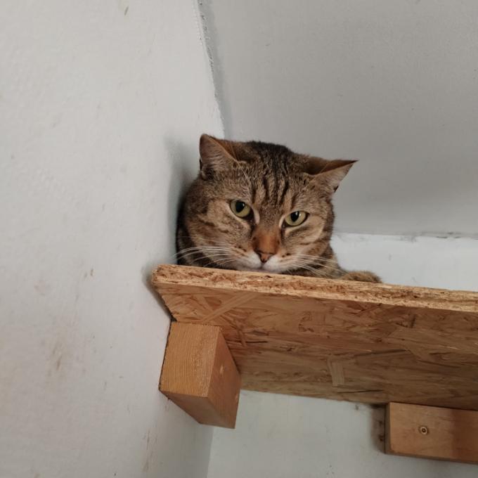 Rambo