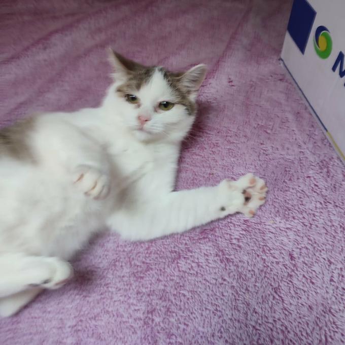 Eliška