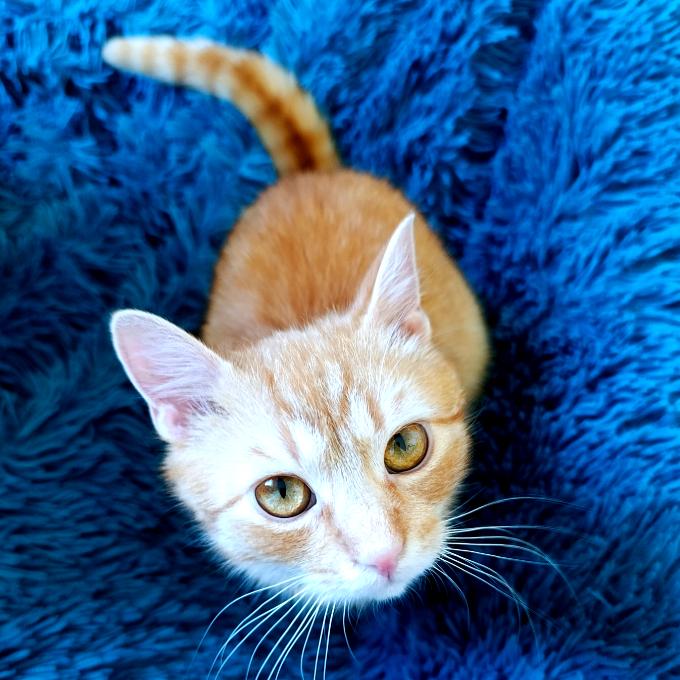 Garfield