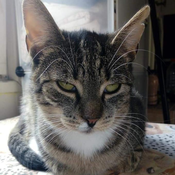 Tlapka