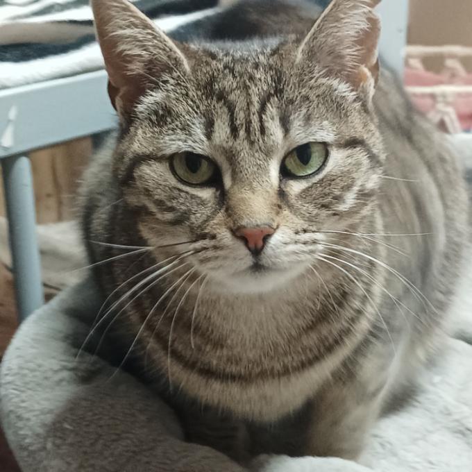 Samuraj