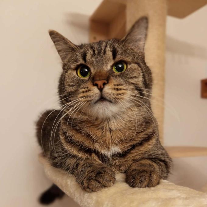 Jitulka