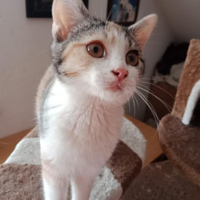 FIALKA