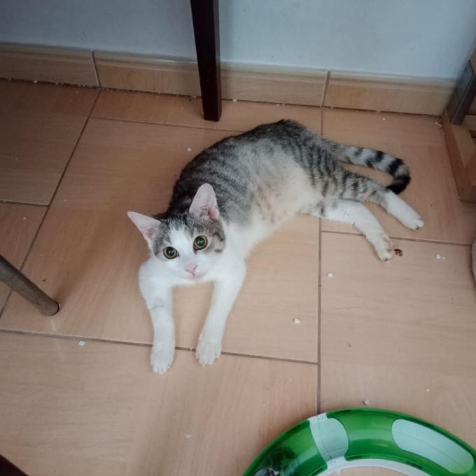 DIEGO